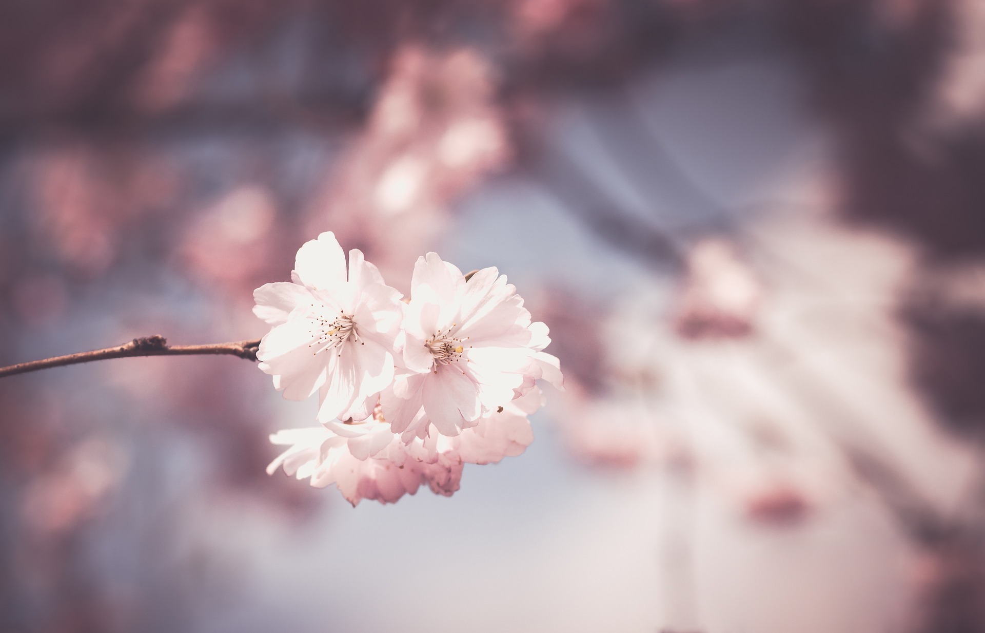 fleurs cerisier jardin