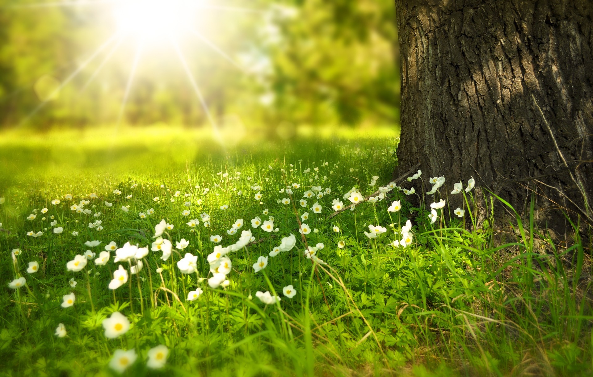 prairie jardin