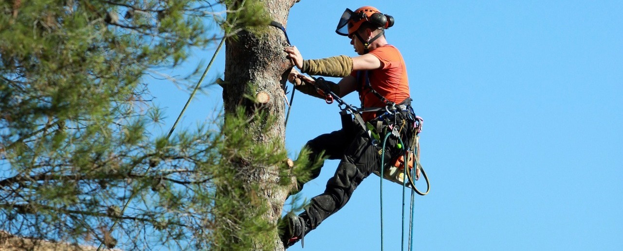 Élagage d'un arbre