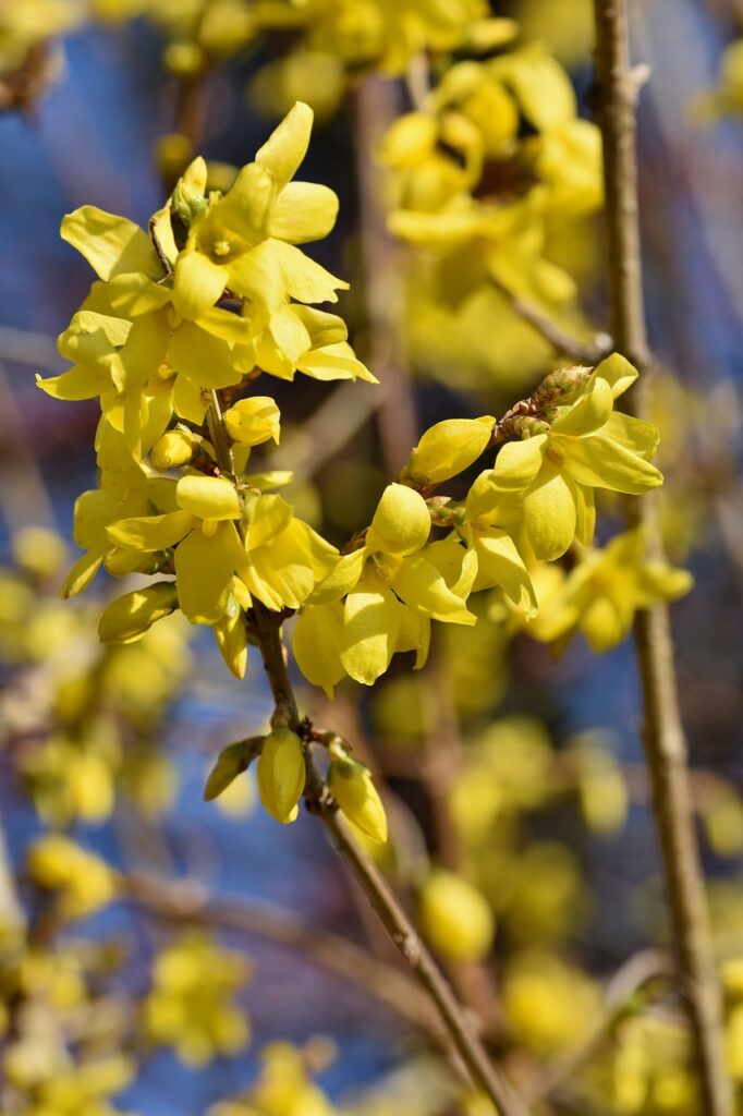 Buisson de Forsythia