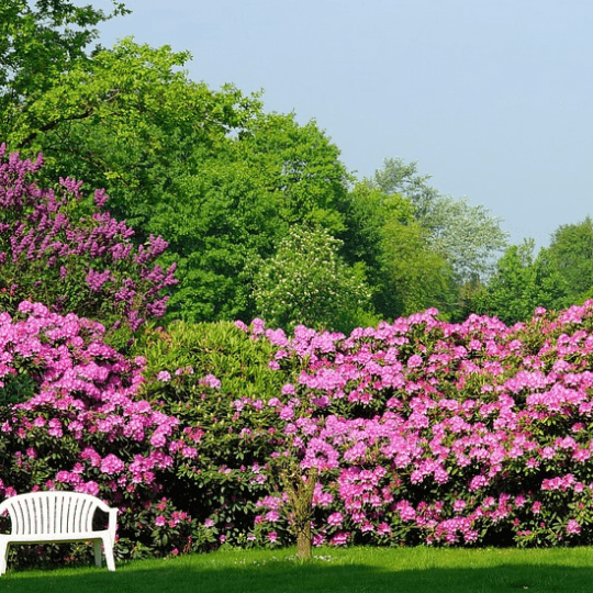 plantations paysagiste marne