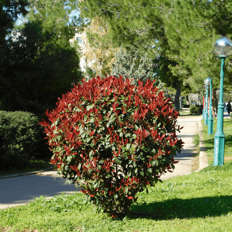 photinia arbuste paysagiste