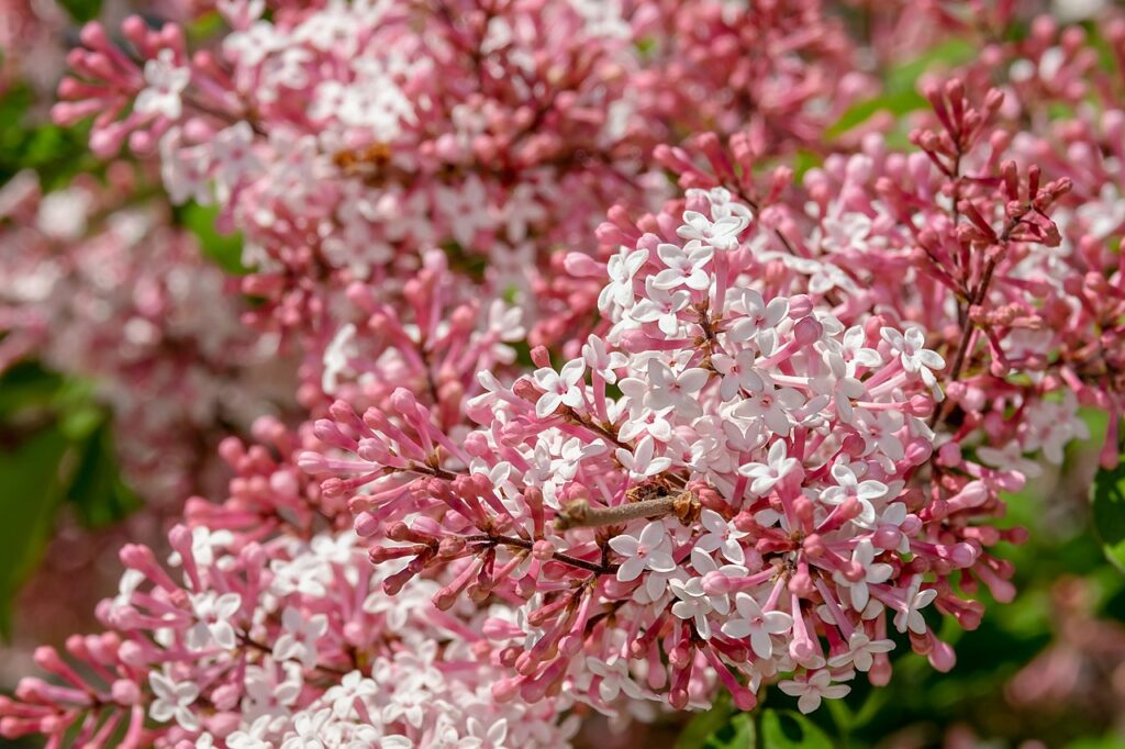 lilas rose paysagiste marne