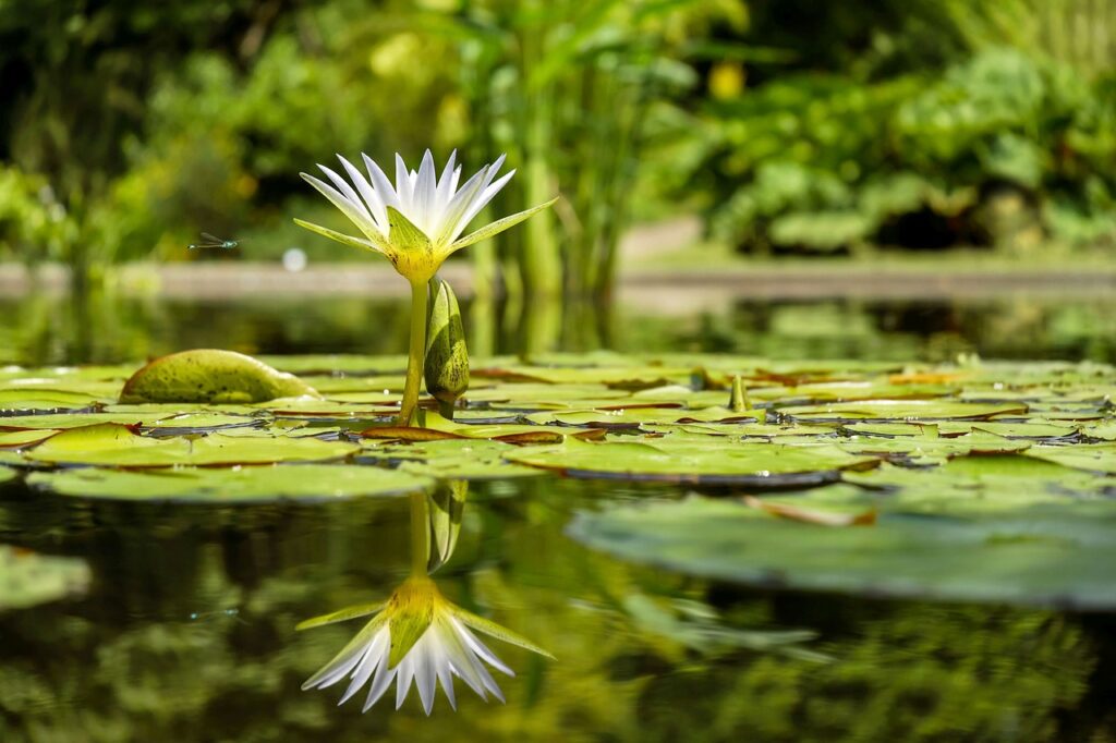 nenuphar bassin jardin marne