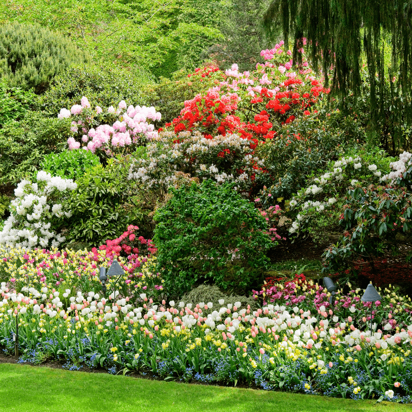 jardin fleurs