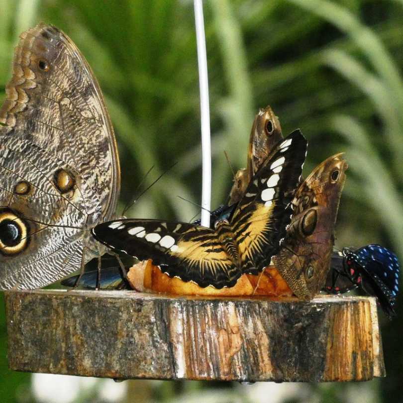 papillon jardin environnement