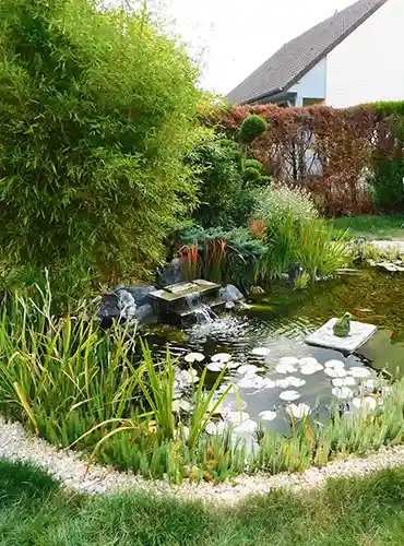 bassin avec verdures et roches