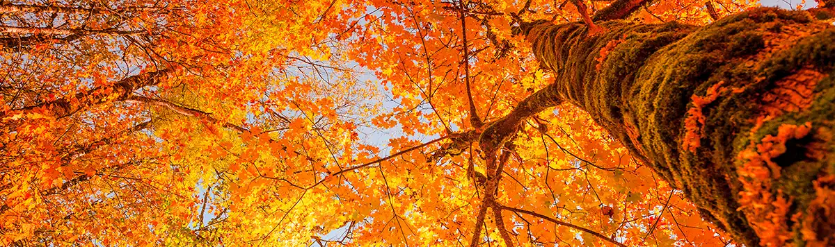 image automne paysagiste marne