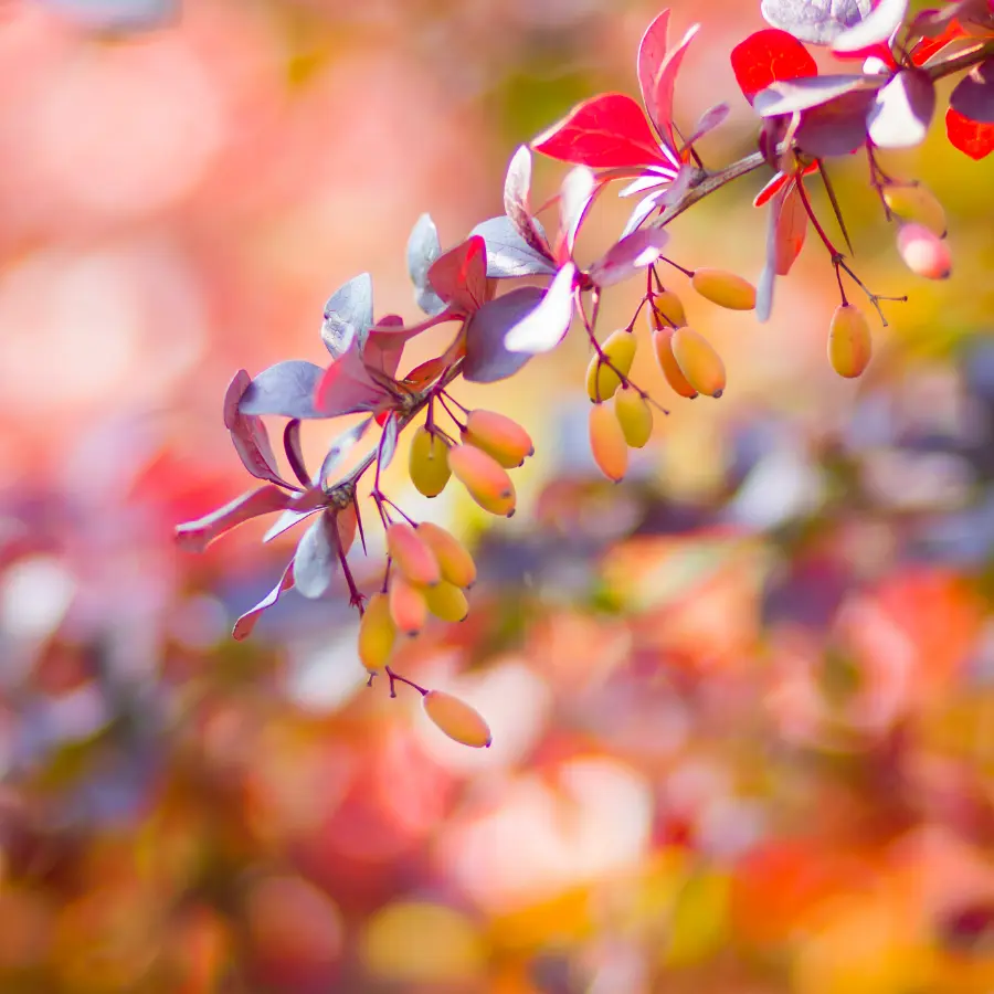 image automne paysagiste marne