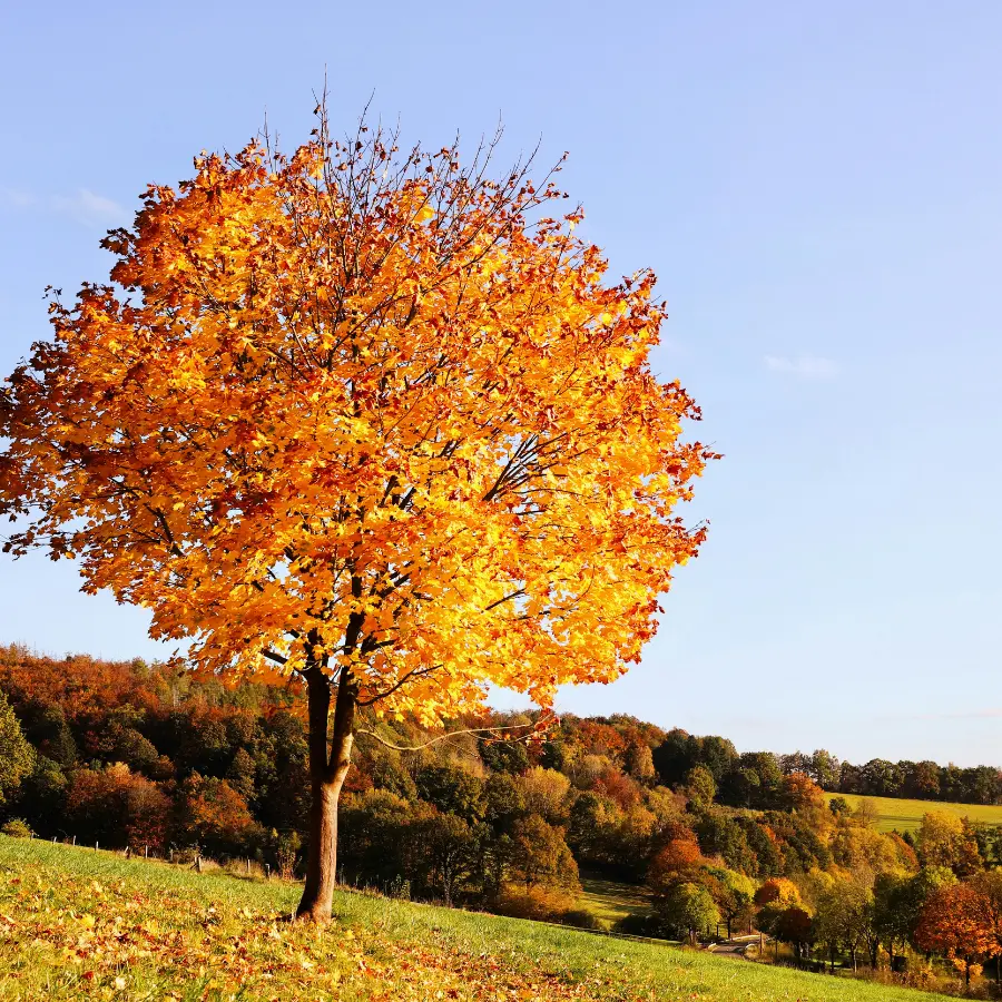 image automne paysagiste marne
