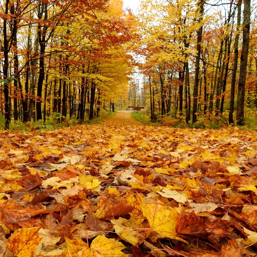 image automne paysagiste marne