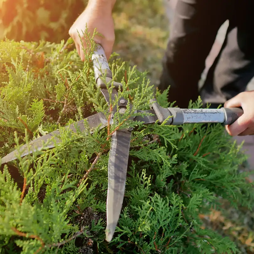 taille massifs paysagiste marne