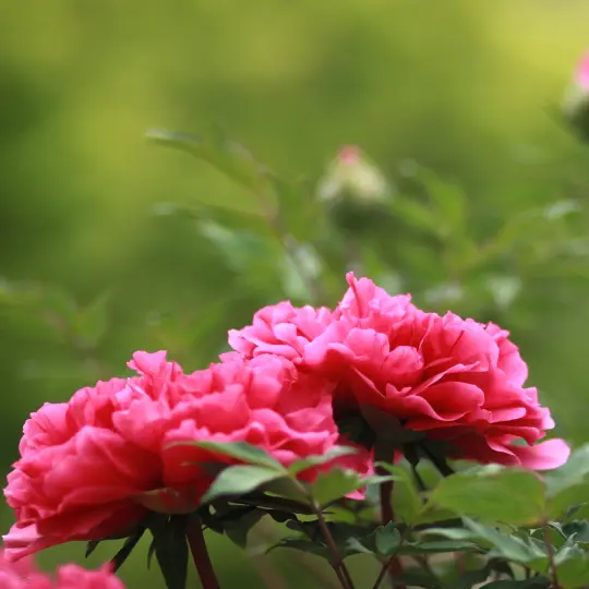 pivoines